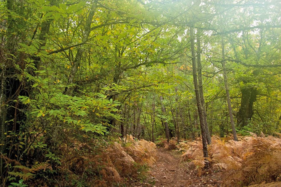 entorno-39-selectie-molino-alajar-photographer-antonio-j.-de-la-cerda-w950