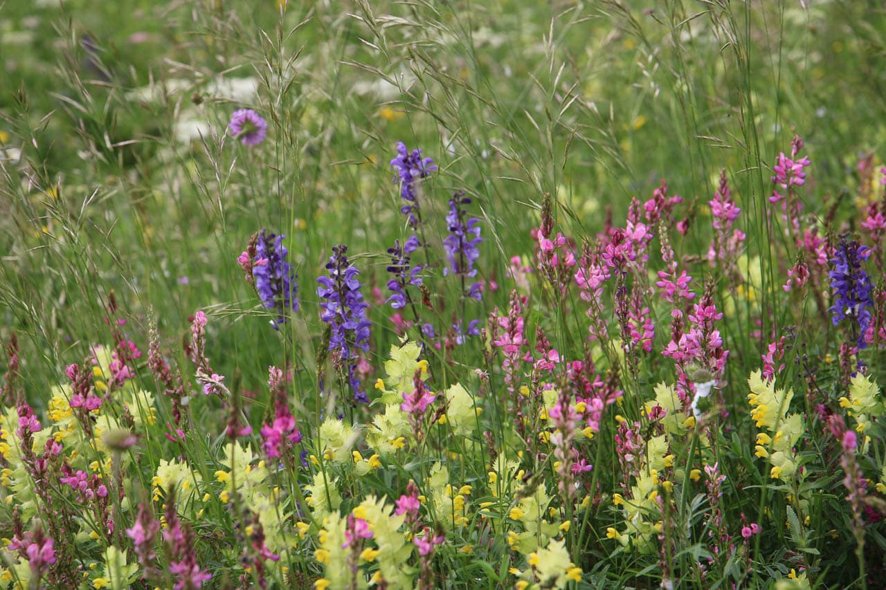 Jan Van Brabant IMG 0859 Jan Van Brabant