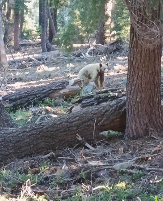 Foto's Beer(1) Olivier Van Hoey