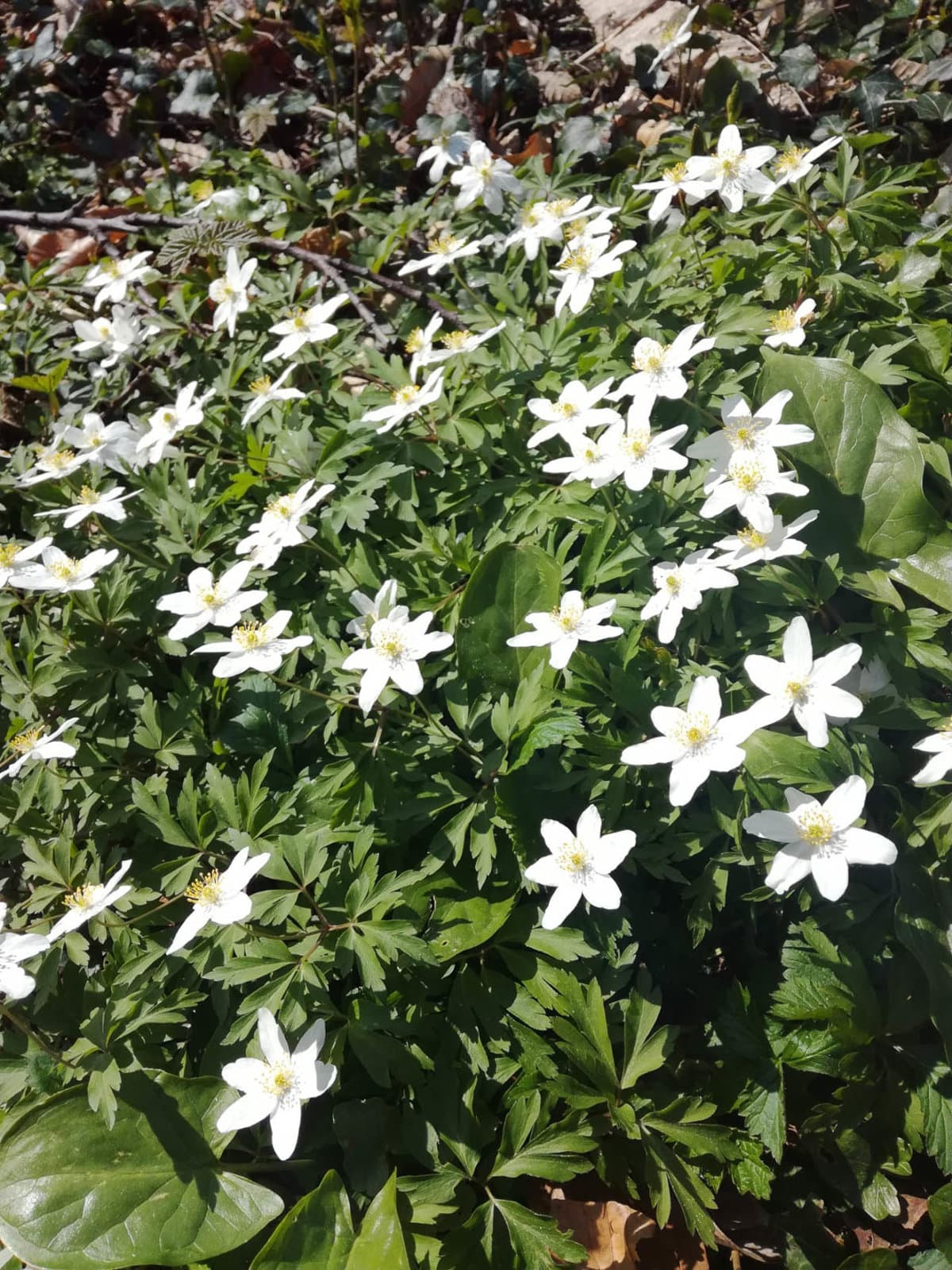 Afbeelding Van Whatsapp Op 2025 01 20 Om 11.15.41 A7842cd2 Selectie Aster Kalogrias Aster Kalogrias W1280