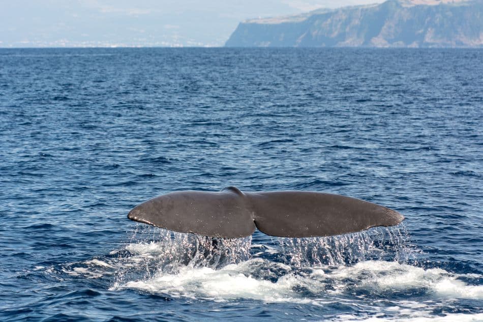 Azoren-1630-2013-Nancy-Van-Hoof_export