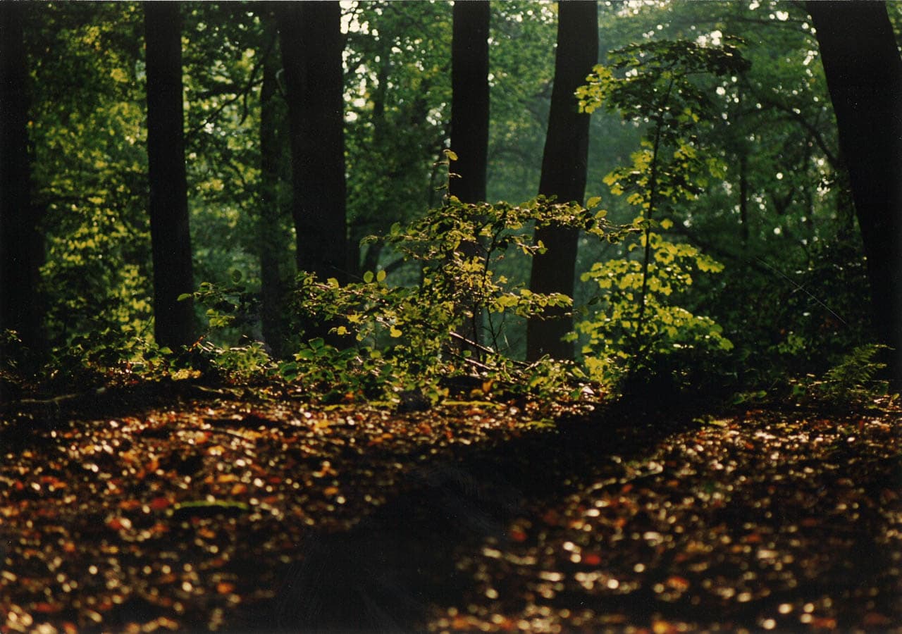 Selectie Bart Margijsbos 1 (Lokaal Bestuur Huldenberg) Huldenberg