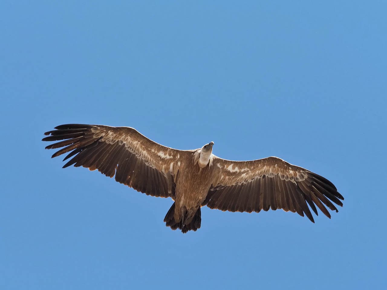 Selectie P9143788 Tom De Borger