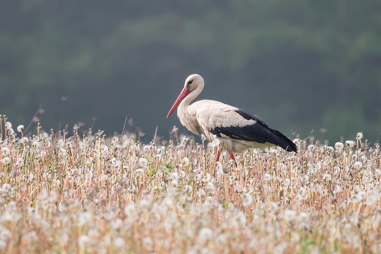 Selectie Stork In Karklė, Klaipėda District ©Laimonas Ciūnys Lithuania Travel Laimonas Ciūnys Lithuania Travel