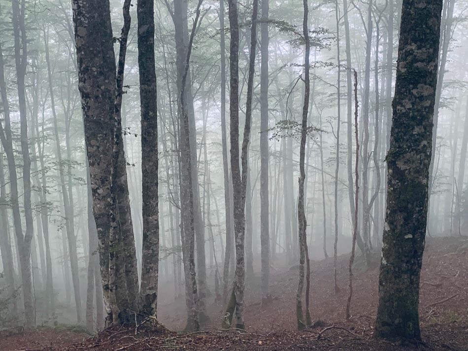 sansanet-beech-forest-ignacio-teres-the-eye-is-delighted-w950