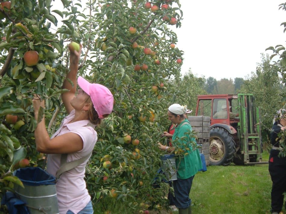 Haspengouw Marianne Bamps 17 Export W950