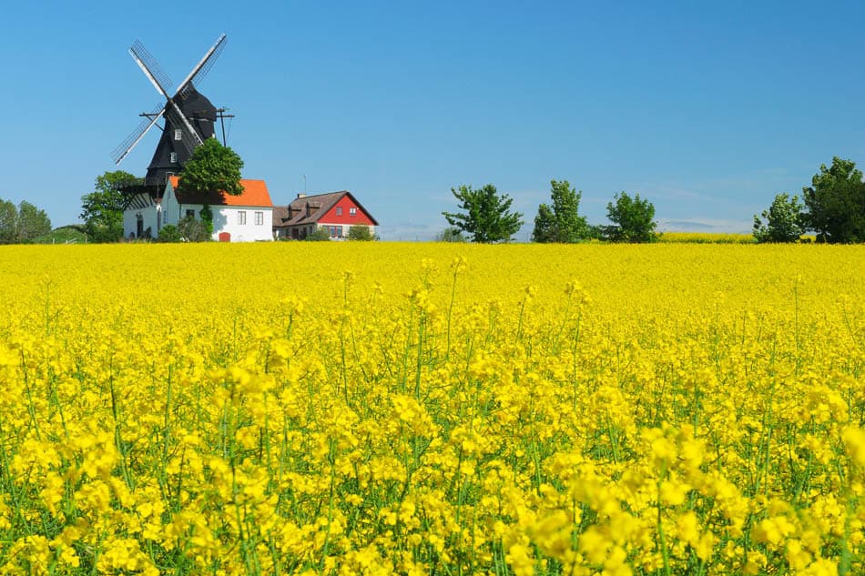 Rapeseed Field And Windmill 158590249 4247X2831 Selectie W950