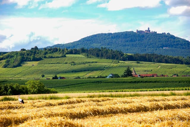 Alsace Velo Safrantours 10 FR6EZA Safrantours W950