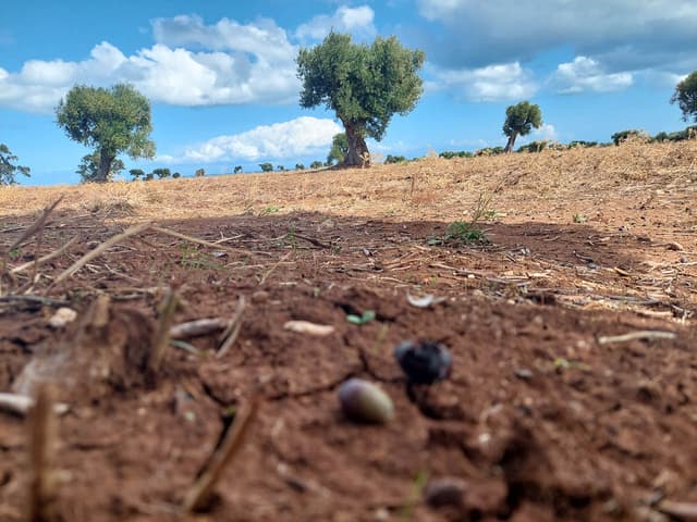 Selectie 20251006 124554