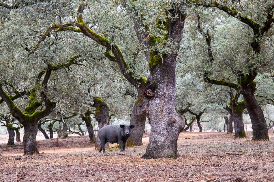 riepco-1-selectie-molino-alajar-molino-alajar-w950