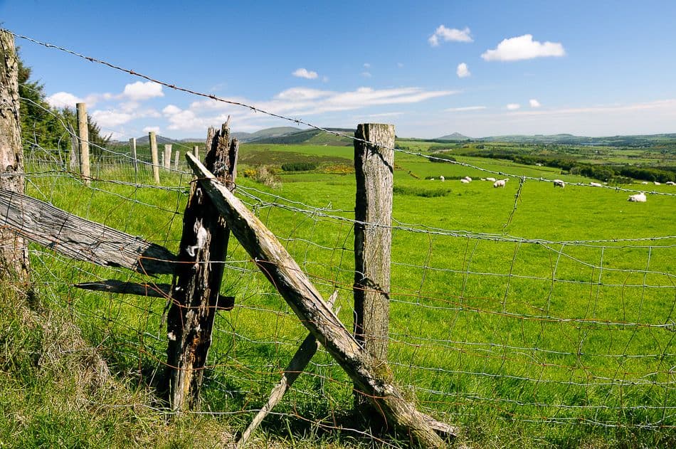 DSC_9520_export_w950 (2)