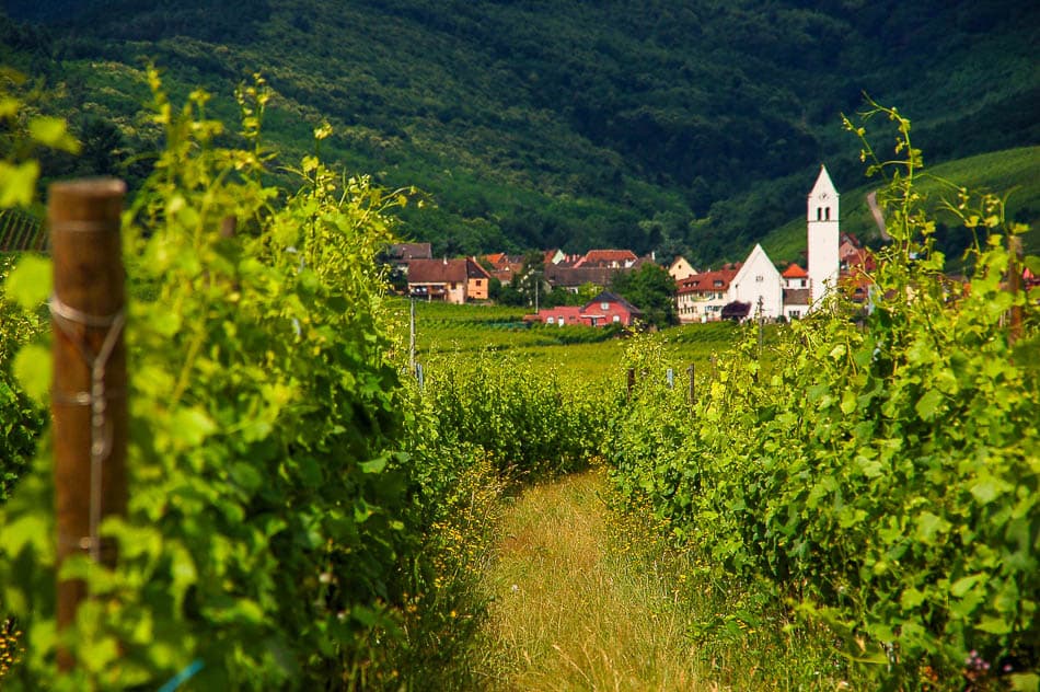 Alsace Velo Safrantours 8 FR6EZA Safrantours W950