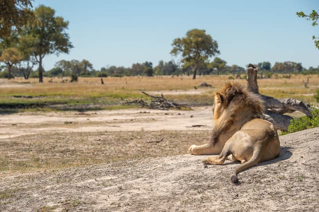Sunways (Agent) Sunway Zimbabwe Hwange NP Bruce Taylor 0666