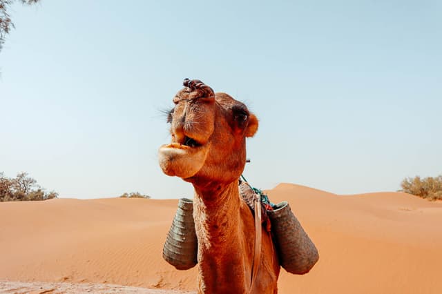 Elke Stock 4 MA5CHB Elke Stock W950