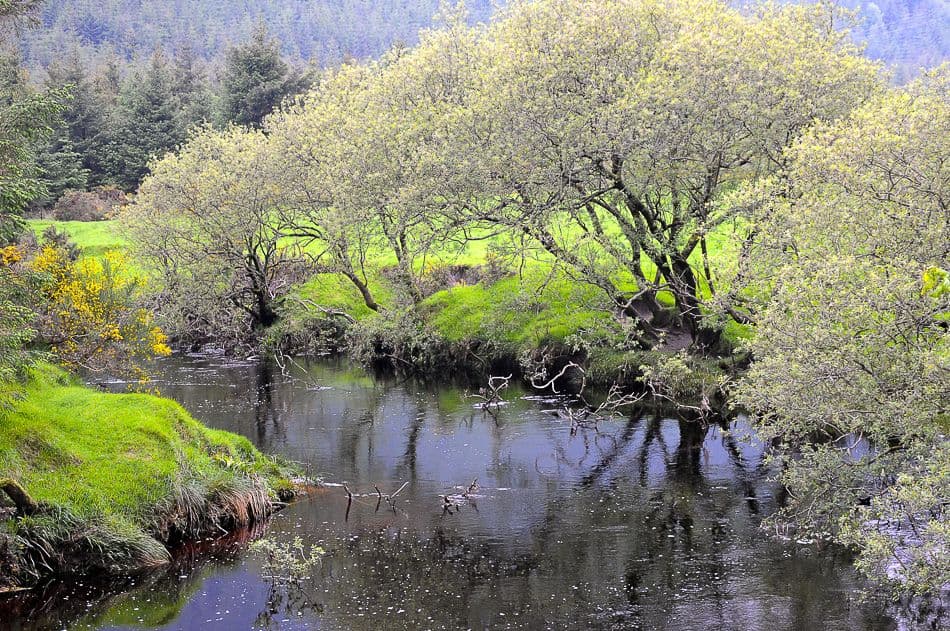 DSC_9310_export_w950 (2)