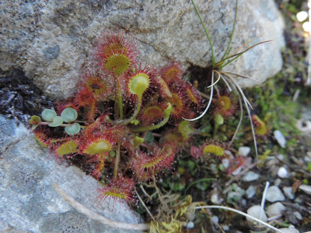 Dag 6 Maumturk Mountains 67 Ronde Zonnedauw Export