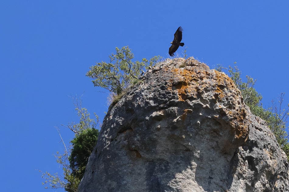 Vale Gier Gorges Du Tarn 20240822 04 Didier Wijnants Didier Wijnants W950