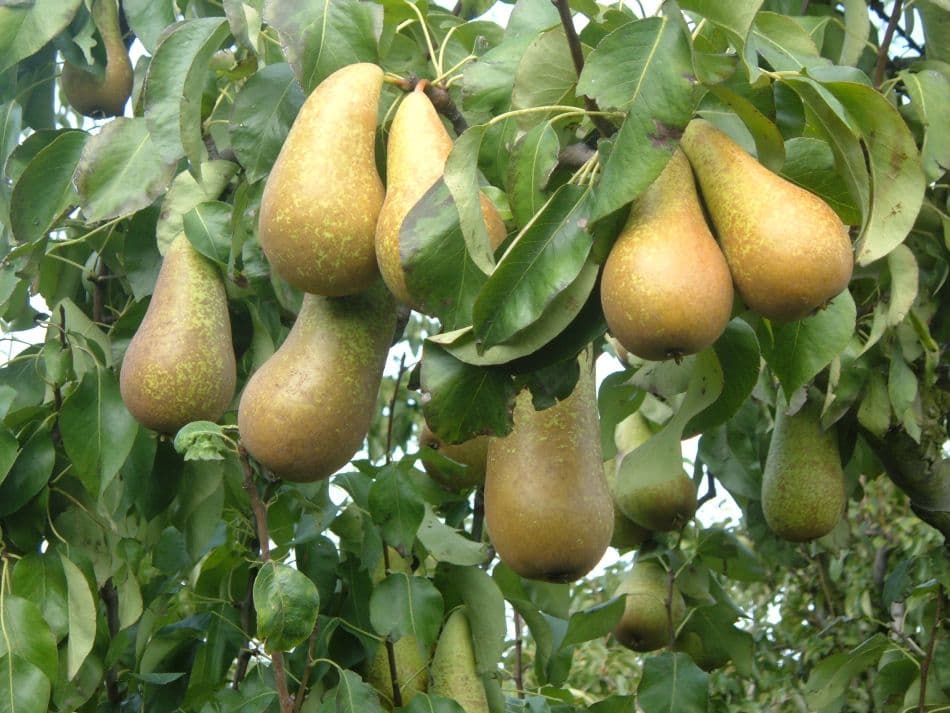 Haspengouw Marianne Bamps 20 Export W950