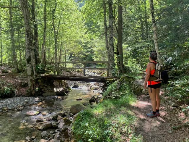 2-sansanet-beech-forest-ignacio-teres-the-eye-is-delighted-w950