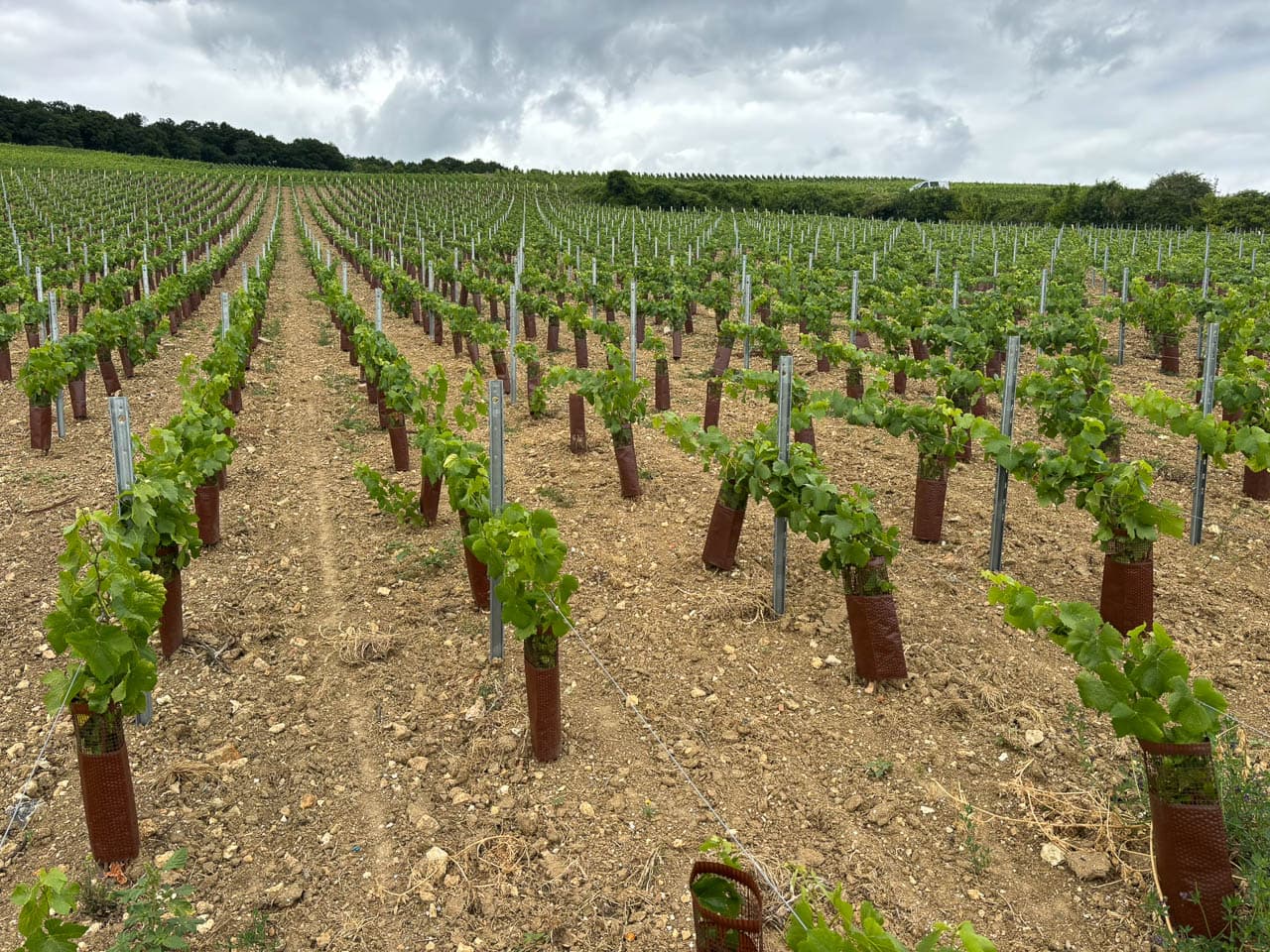 FR5CHA IMG 8191 Ann Tilley