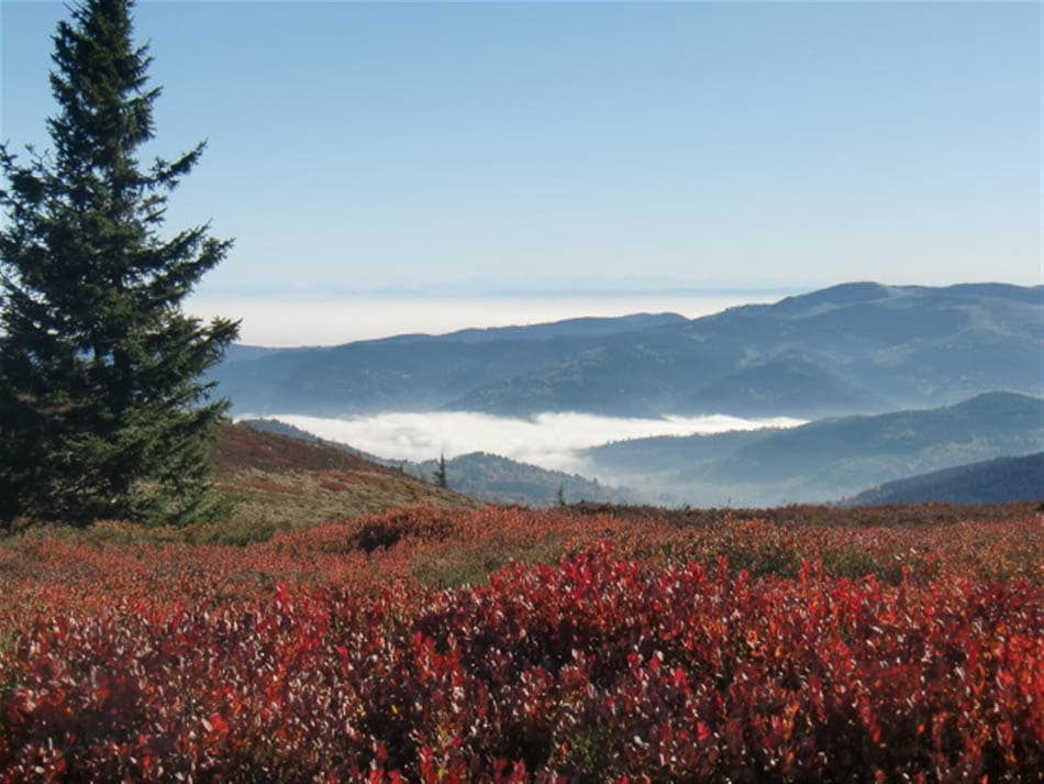 Activiteitenheader (1950 X 1463) (2048 X 1537) Selectie Agent W950