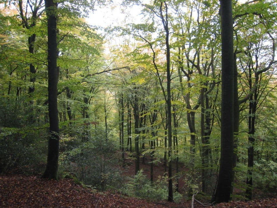Bollendorf-09-Jef-Mertens-IMG_2353_export (1)