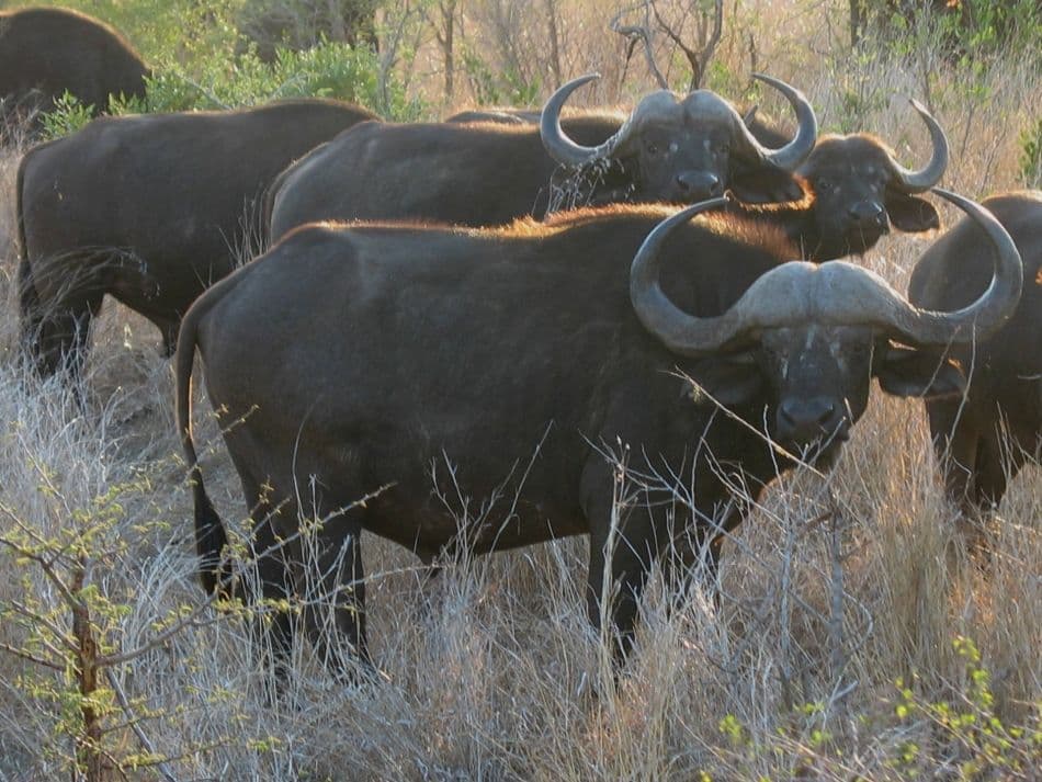 Zuid-Afrika-Anke-Jordens-09-IMG_3206_export