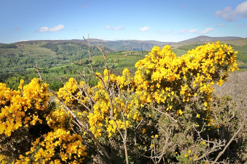 DSC_9488_export_w950 (2)