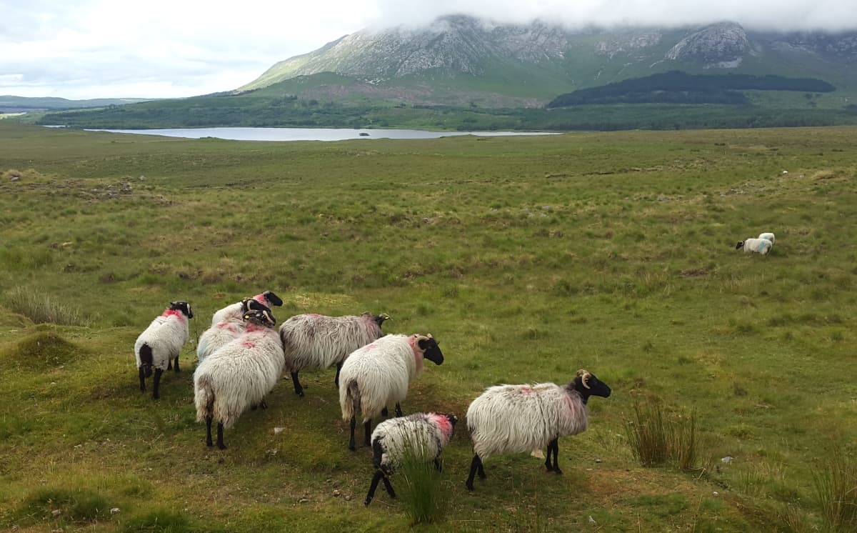 20180711 095414 Export