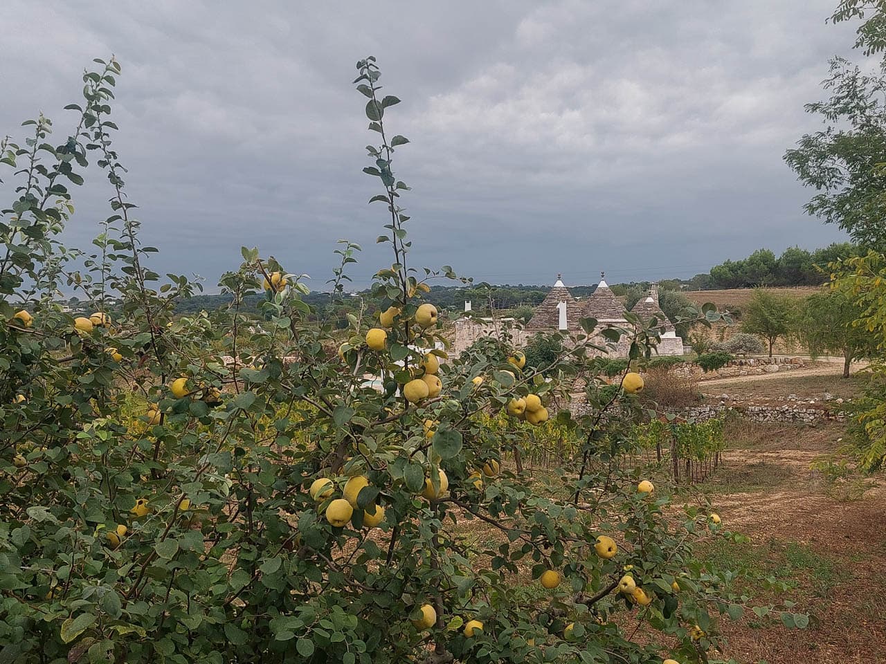 Selectie 20251004 110626