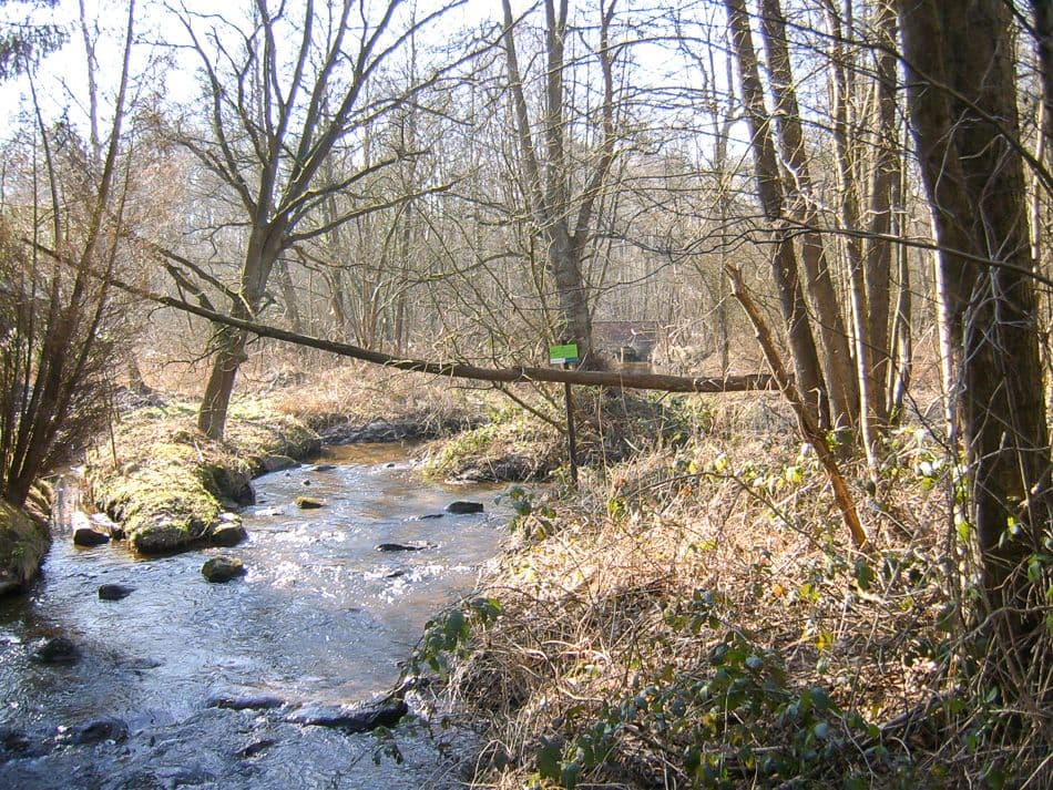 Bosbeek 1_export_w950