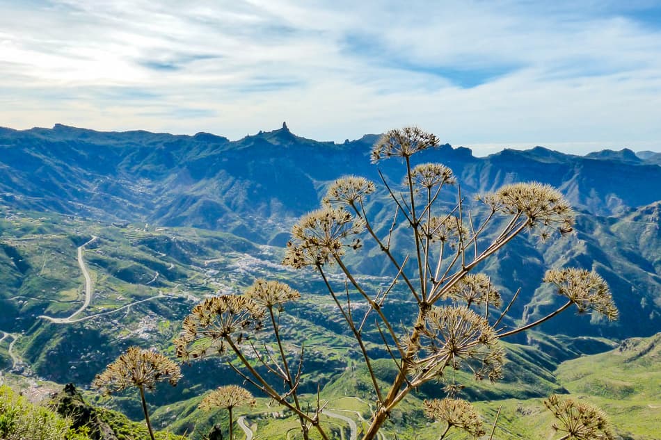 Gran Canaria Caroline Demolie 13 Export W950