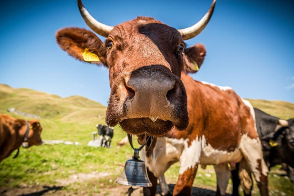 Kuh-SalzburgerLand-Tourismus_Meurer_export