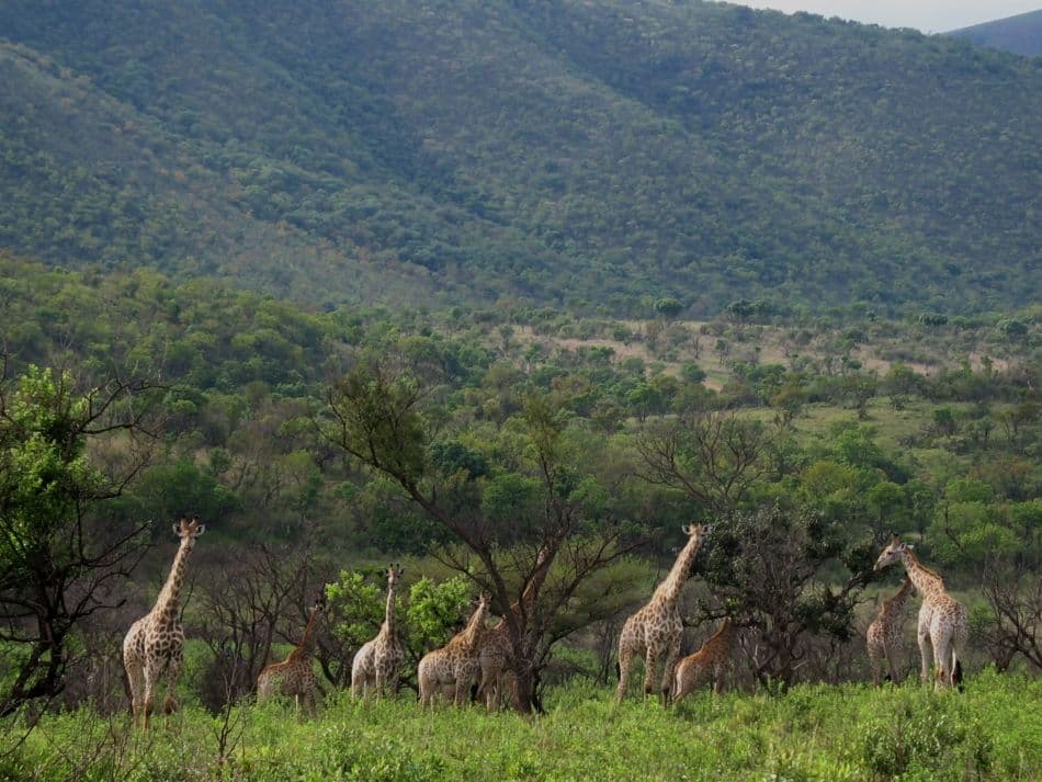 GZ14-47-Zuid-Afrika-Anke-Jordens-09-IMG_3621_export