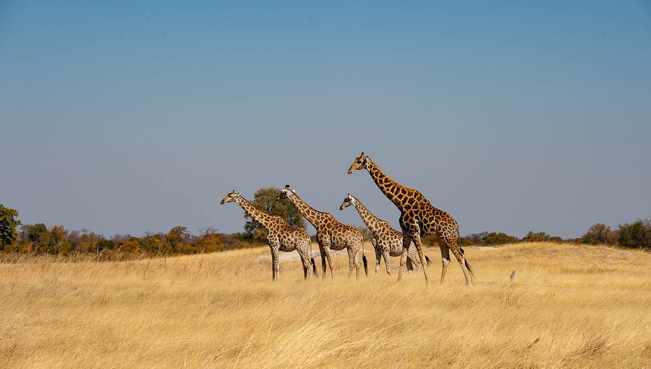 Sunways (Agent) Sunway Zimbabwe Hwange NP Bruce Taylor 4548