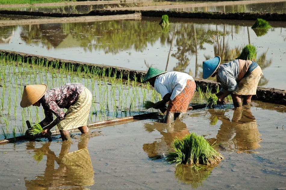 GR12-170-Indonesie-Sabine-Wittevrongel_export_w950