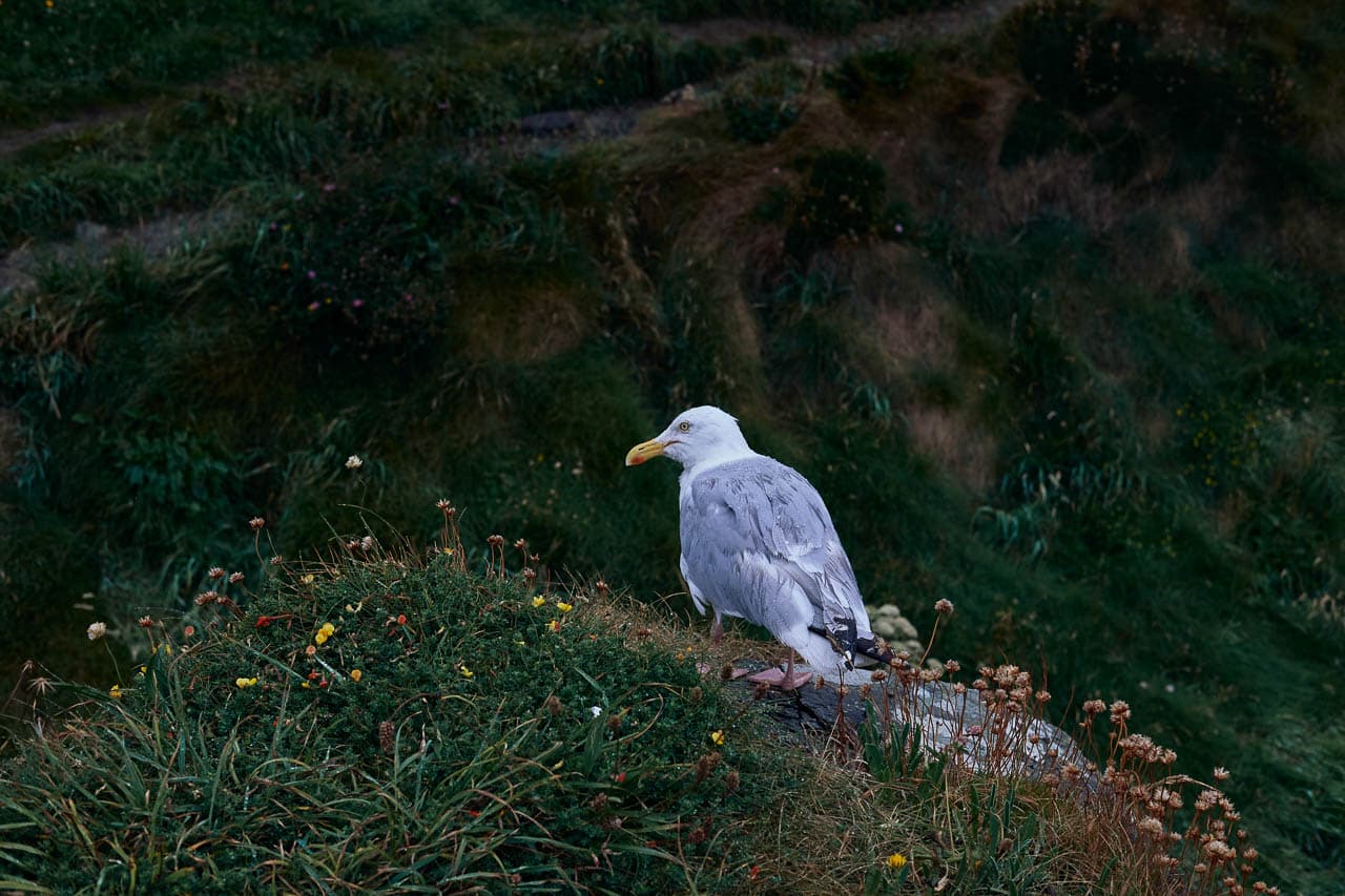 Selectie DSCF0296 1Bp Pieter Verhaeghe