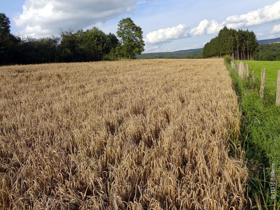 -TEXTOPWillems-1_export_w950