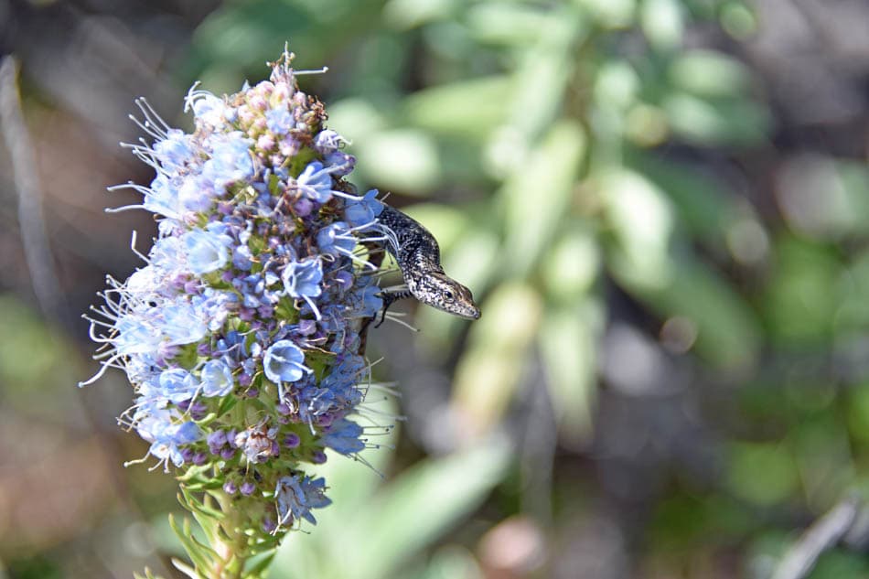DSC 1726 Selectie Eric Weymeels Eric Weymeels W950