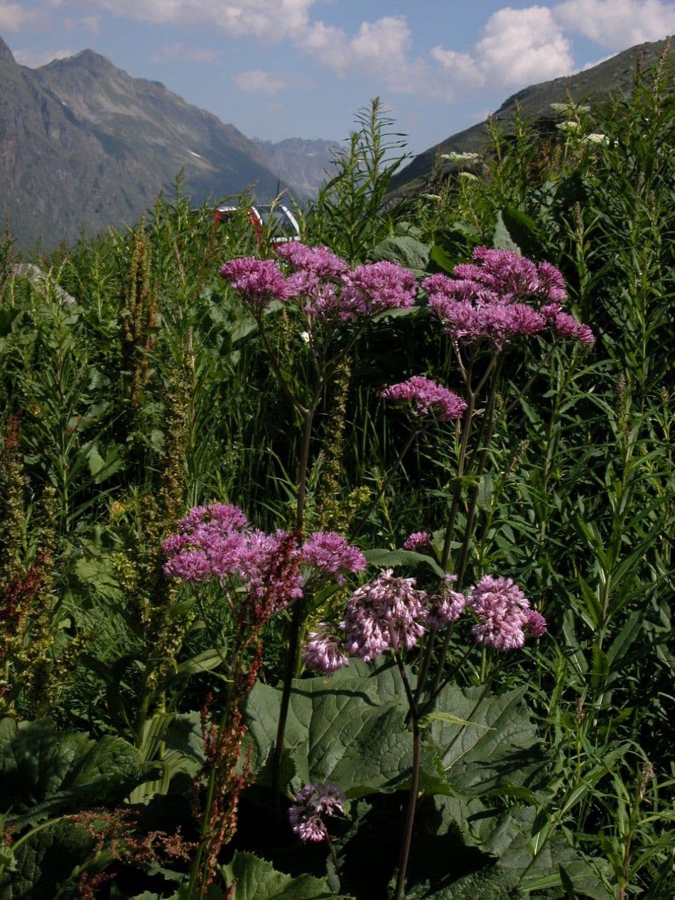 Silvretta Luk Bekaert10 Custom