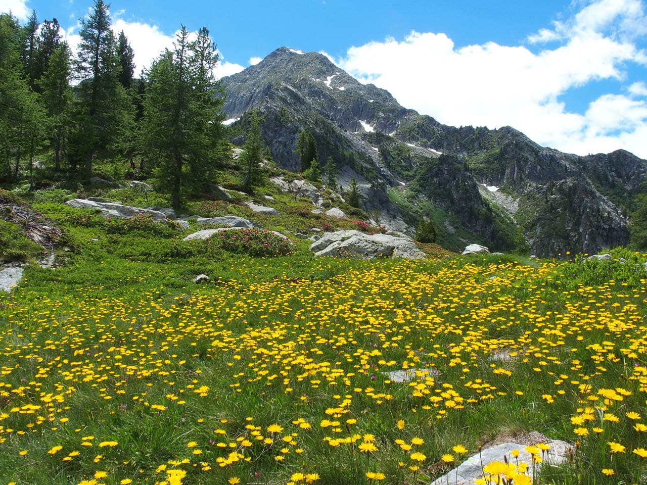 Valle Del Lys Carola Van Loon 2. Lys 1, Le Soleil Barma