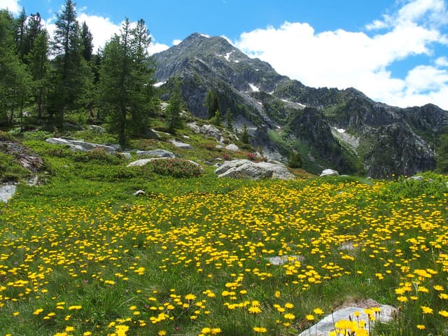 Valle Del Lys Carola Van Loon 2. Lys 1, Le Soleil Barma