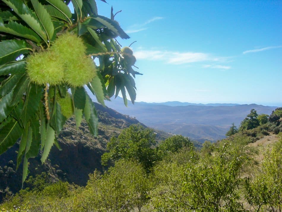Alpujarras 06 Sophie Lekens 4_export_w950