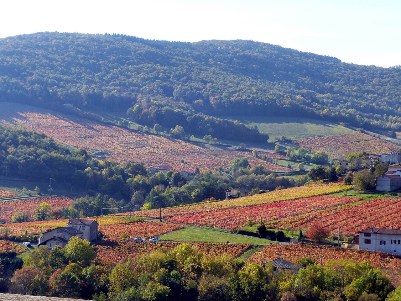 FR5BJB Herfst Foto's Grégoire 98 Vignes Grégoire Lamy