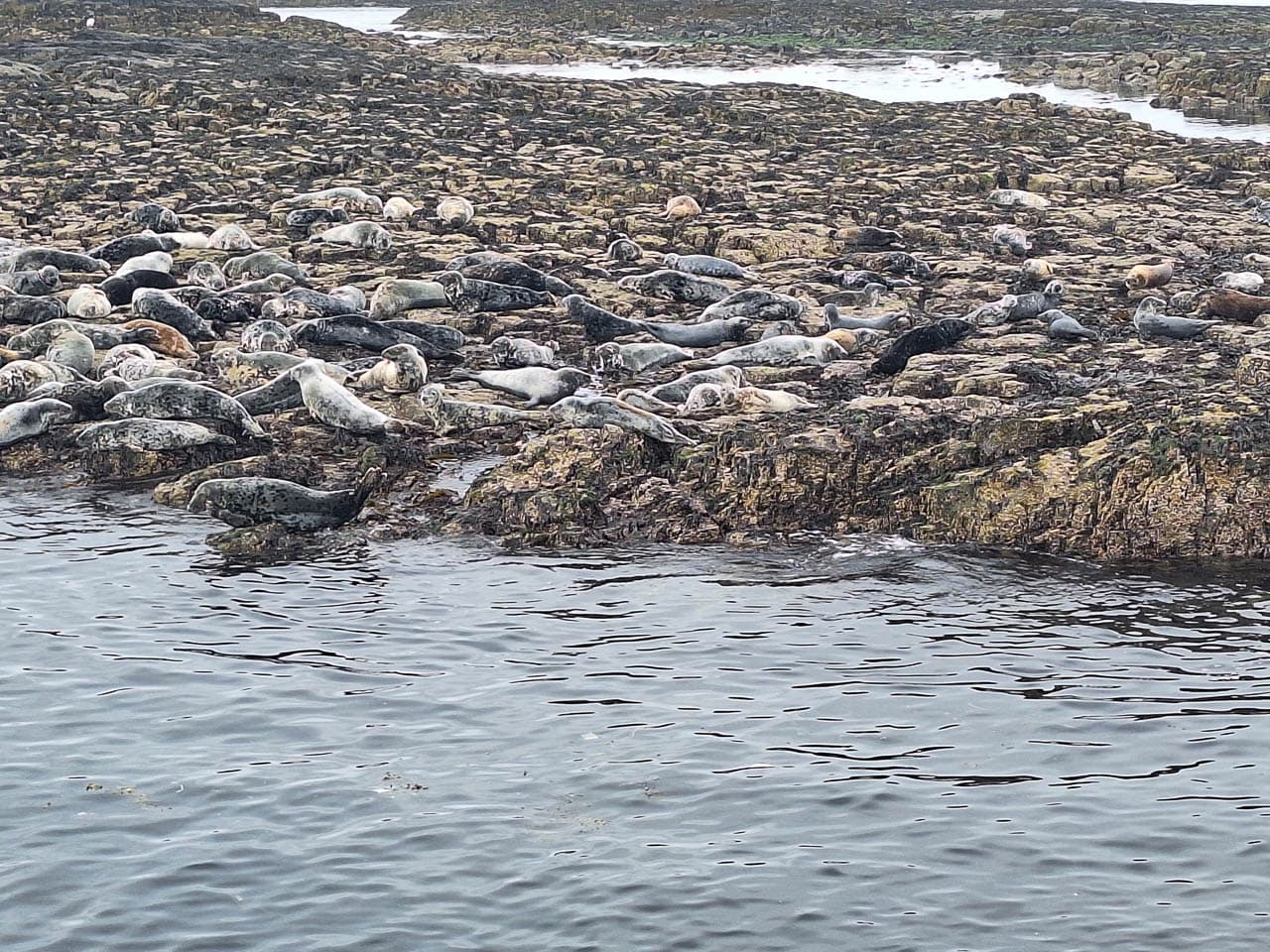 Selectie 20240524 120444 Willy Stoelzaet