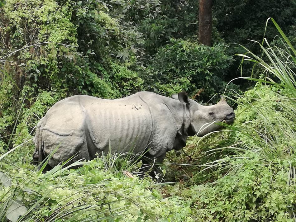 AIBX4067 NP5FMA Yves Cams W950