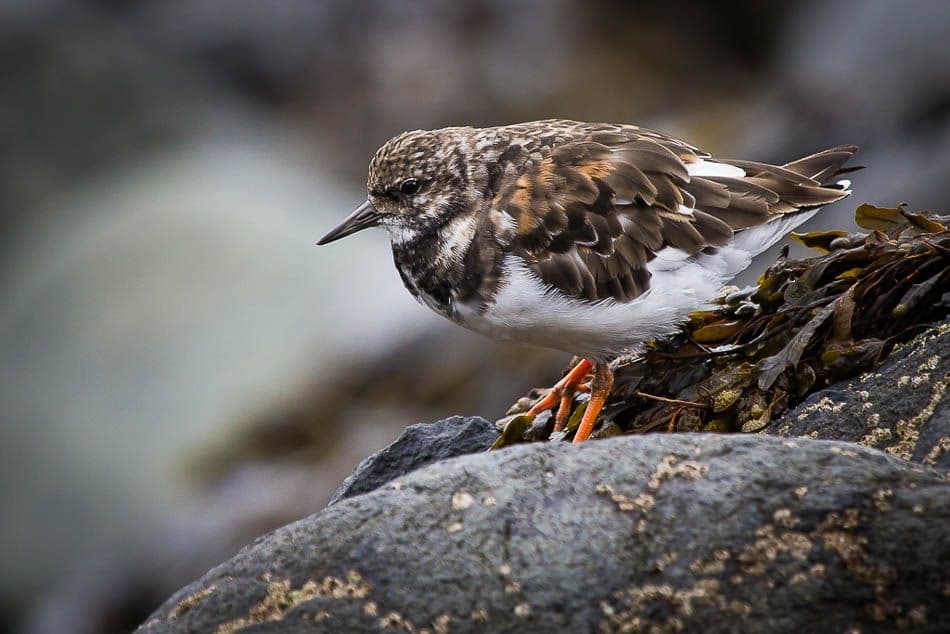 IMG_1316_Rudy De Maeyer_w950