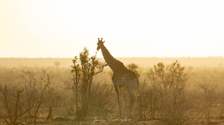 IMG 3196 Selectie Jan R8 W950