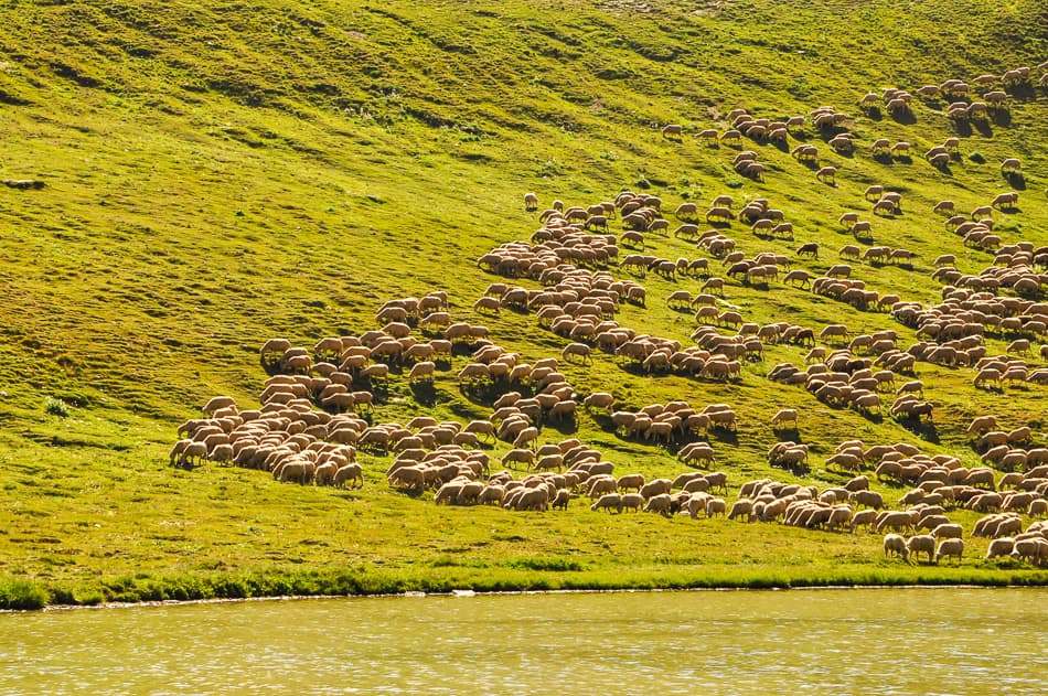 37 Schapen_export_w950