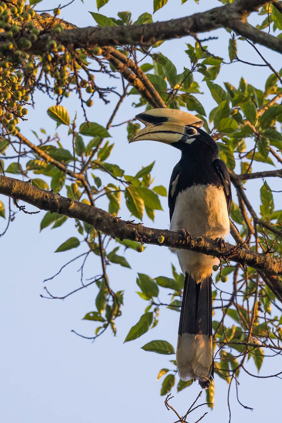 IMG5377 Bewerkt NP5FMA Yves Cams W950